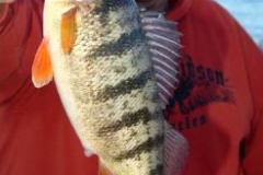 Would you like to catch a Jumbo Yellow Perch like this ...Call us for info at Albatross Fishing Charters 262-945-1378 thanks Captain Ken